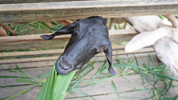 【桃園景點】羊世界牧場-有如一座小型動物園，還可以餵羊的好玩親子景點
