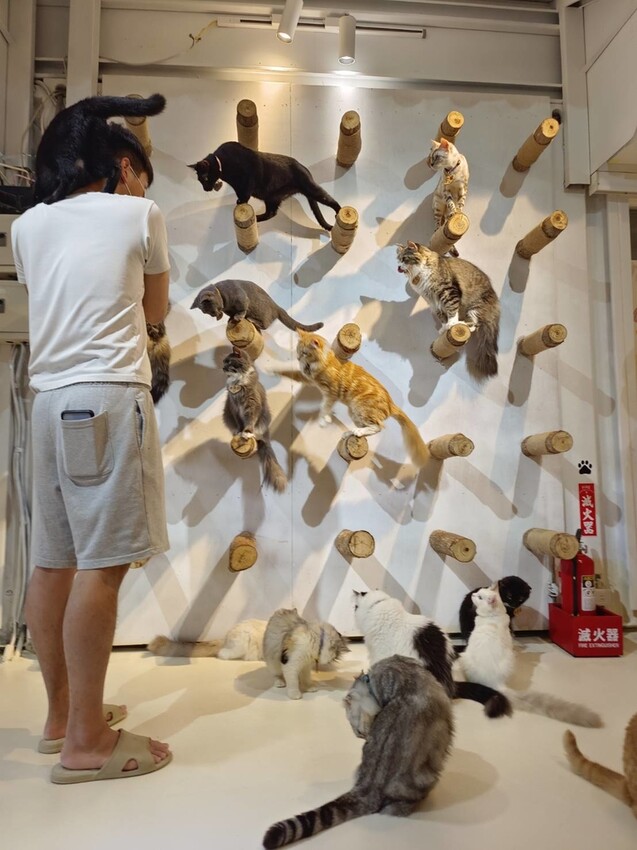 【新北.新店】貓谷餐廳。50隻貓咪坐鎮享受滿山滿谷的貓咪包圍美好感受。需提早一個月預約付訂金