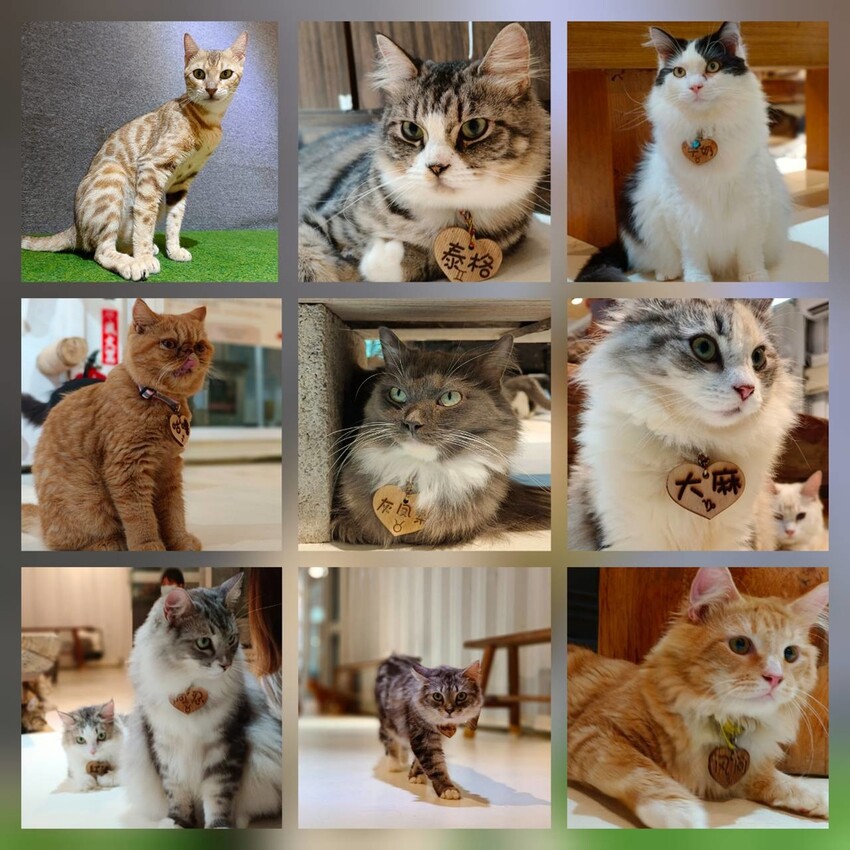 【新北.新店】貓谷餐廳。50隻貓咪坐鎮享受滿山滿谷的貓咪包圍美好感受。需提早一個月預約付訂金