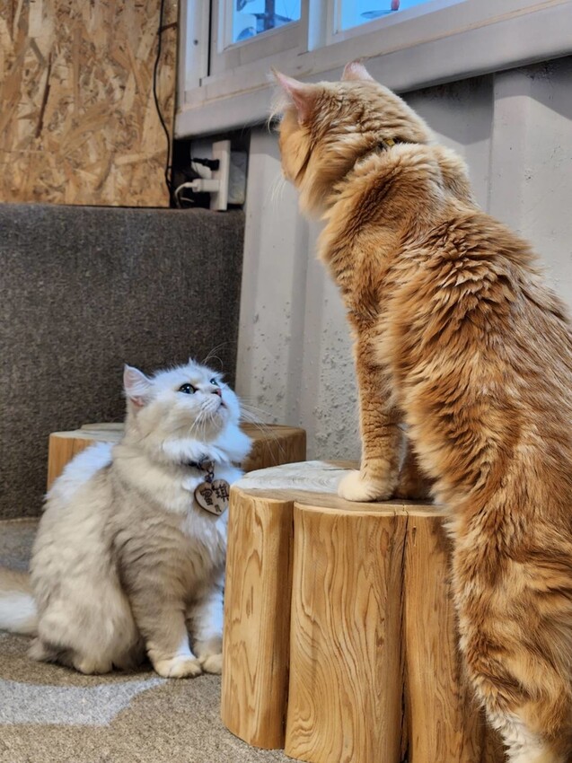 【新北.新店】貓谷餐廳。50隻貓咪坐鎮享受滿山滿谷的貓咪包圍美好感受。需提早一個月預約付訂金