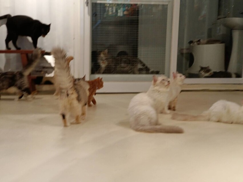 【新北.新店】貓谷餐廳。50隻貓咪坐鎮享受滿山滿谷的貓咪包圍美好感受。需提早一個月預約付訂金