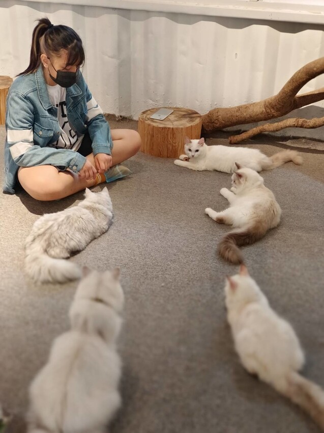 【新北.新店】貓谷餐廳。50隻貓咪坐鎮享受滿山滿谷的貓咪包圍美好感受。需提早一個月預約付訂金