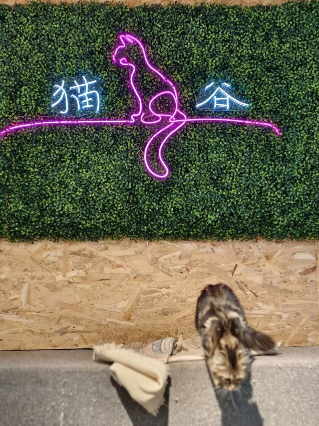 【新北.新店】貓谷餐廳。50隻貓咪坐鎮享受滿山滿谷的貓咪包圍美好感受。需提早一個月預約付訂金