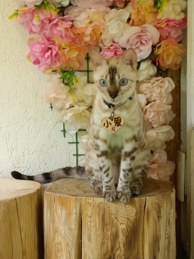 【新北.新店】貓谷餐廳。50隻貓咪坐鎮享受滿山滿谷的貓咪包圍美好感受。需提早一個月預約付訂金