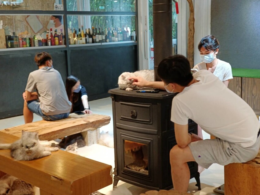 【新北.新店】貓谷餐廳。50隻貓咪坐鎮享受滿山滿谷的貓咪包圍美好感受。需提早一個月預約付訂金