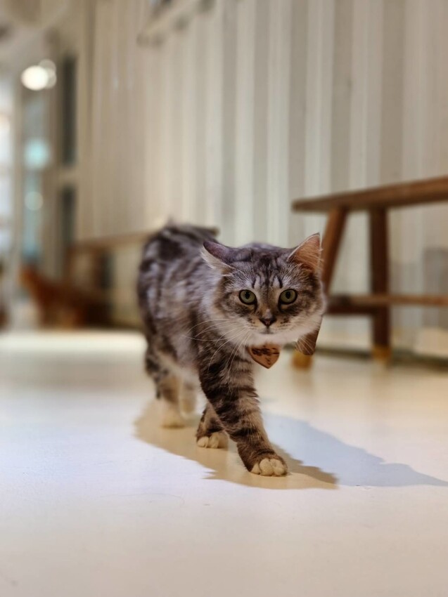 【新北.新店】貓谷餐廳。50隻貓咪坐鎮享受滿山滿谷的貓咪包圍美好感受。需提早一個月預約付訂金