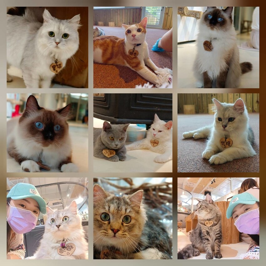 【新北.新店】貓谷餐廳。50隻貓咪坐鎮享受滿山滿谷的貓咪包圍美好感受。需提早一個月預約付訂金