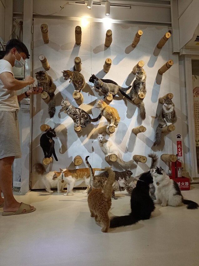 【新北.新店】貓谷餐廳。50隻貓咪坐鎮享受滿山滿谷的貓咪包圍美好感受。需提早一個月預約付訂金