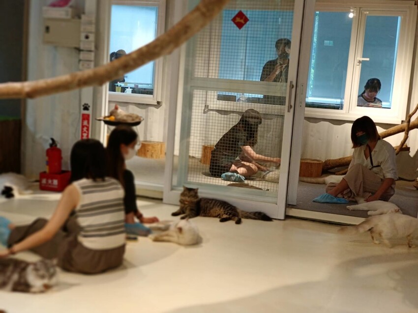 【新北.新店】貓谷餐廳。50隻貓咪坐鎮享受滿山滿谷的貓咪包圍美好感受。需提早一個月預約付訂金