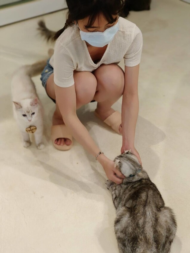 【新北.新店】貓谷餐廳。50隻貓咪坐鎮享受滿山滿谷的貓咪包圍美好感受。需提早一個月預約付訂金