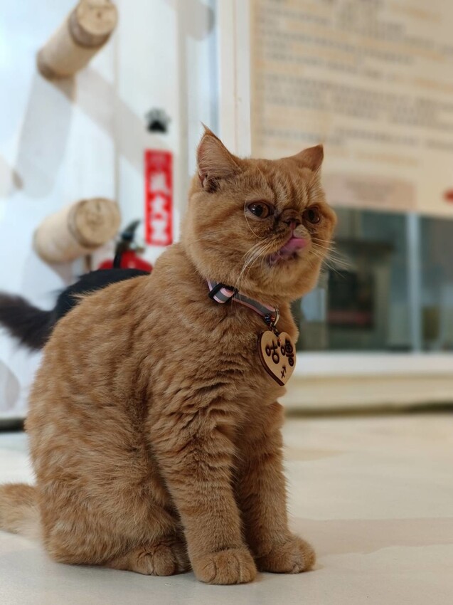 【新北.新店】貓谷餐廳。50隻貓咪坐鎮享受滿山滿谷的貓咪包圍美好感受。需提早一個月預約付訂金