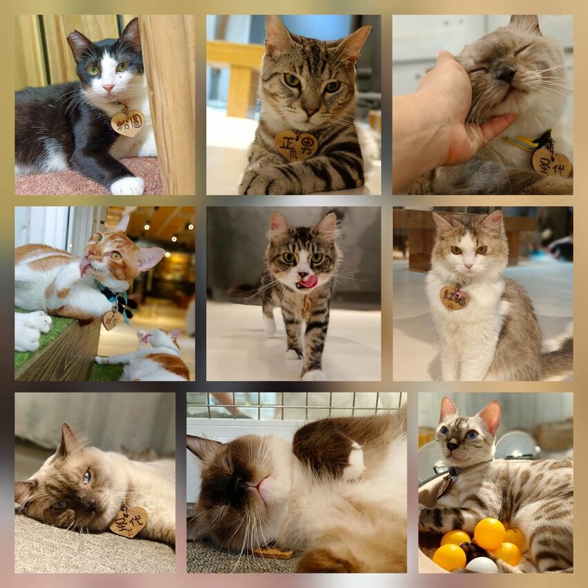 【新北.新店】貓谷餐廳。50隻貓咪坐鎮享受滿山滿谷的貓咪包圍美好感受。需提早一個月預約付訂金