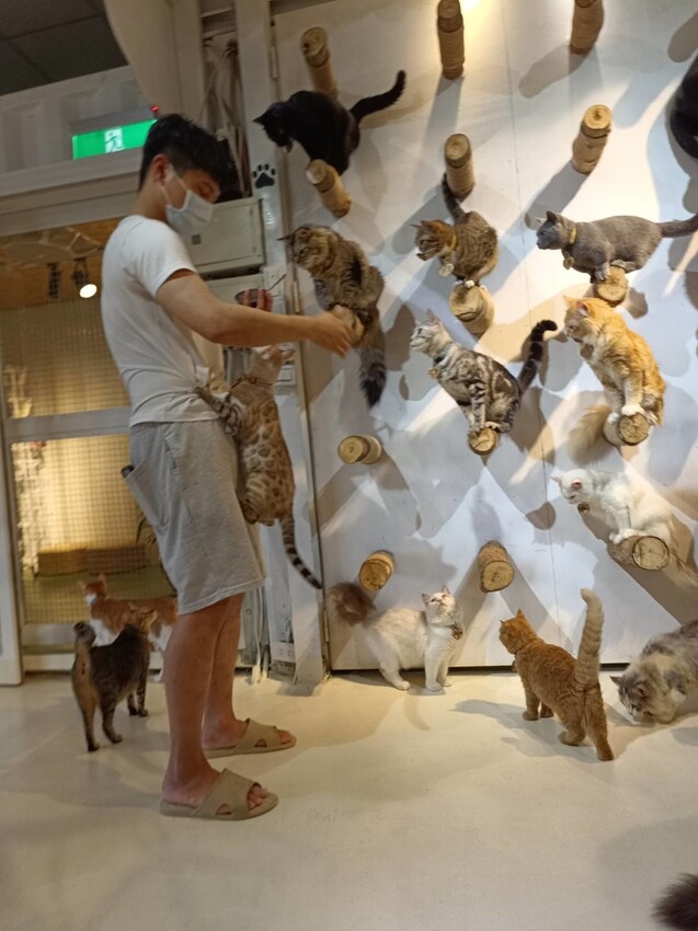 【新北.新店】貓谷餐廳。50隻貓咪坐鎮享受滿山滿谷的貓咪包圍美好感受。需提早一個月預約付訂金