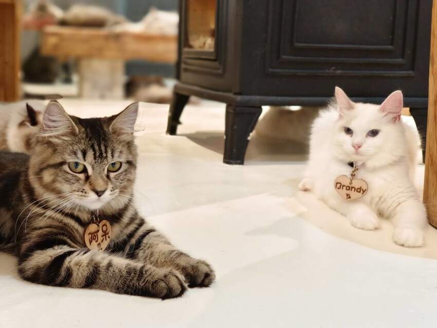 【新北.新店】貓谷餐廳。50隻貓咪坐鎮享受滿山滿谷的貓咪包圍美好感受。需提早一個月預約付訂金