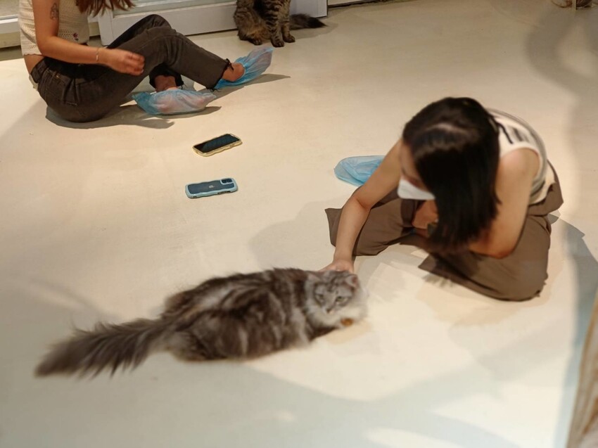 【新北.新店】貓谷餐廳。50隻貓咪坐鎮享受滿山滿谷的貓咪包圍美好感受。需提早一個月預約付訂金