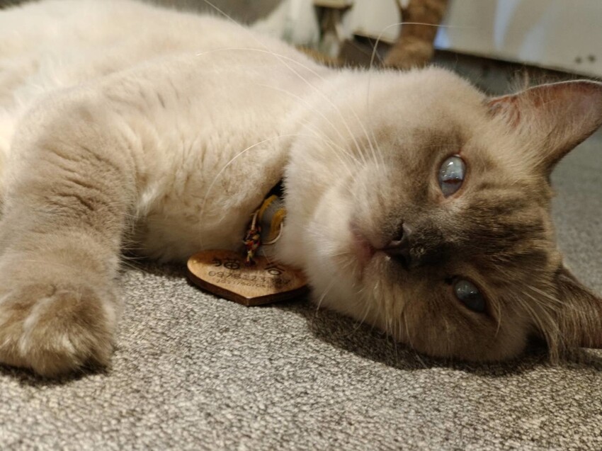 【新北.新店】貓谷餐廳。50隻貓咪坐鎮享受滿山滿谷的貓咪包圍美好感受。需提早一個月預約付訂金