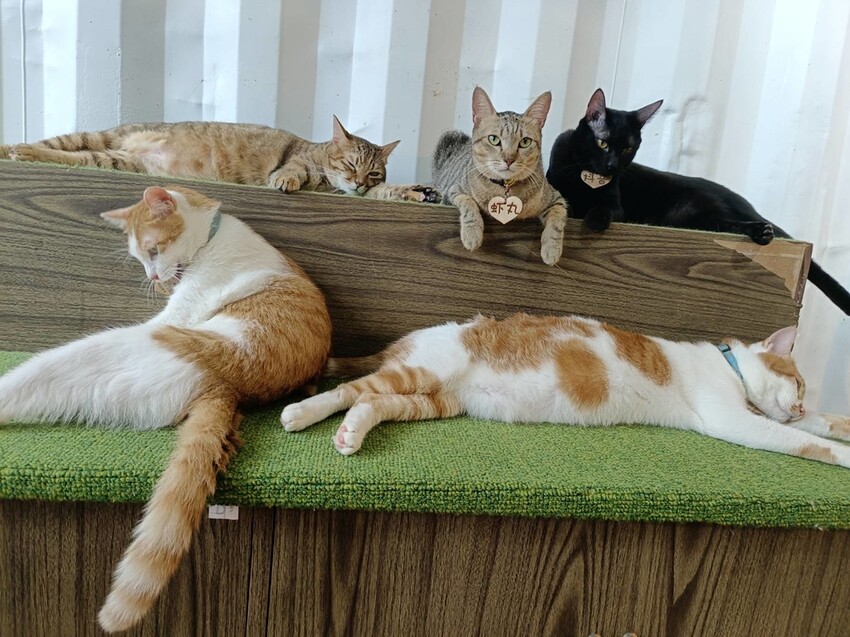 【新北.新店】貓谷餐廳。50隻貓咪坐鎮享受滿山滿谷的貓咪包圍美好感受。需提早一個月預約付訂金