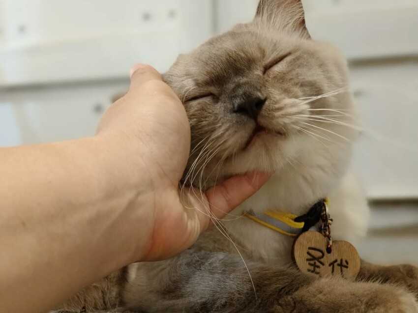 【新北.新店】貓谷餐廳。50隻貓咪坐鎮享受滿山滿谷的貓咪包圍美好感受。需提早一個月預約付訂金