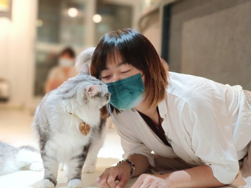 【新北.新店】貓谷餐廳。50隻貓咪坐鎮享受滿山滿谷的貓咪包圍美好感受。需提早一個月預約付訂金