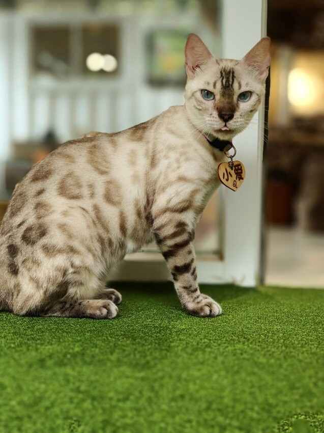 【新北.新店】貓谷餐廳。50隻貓咪坐鎮享受滿山滿谷的貓咪包圍美好感受。需提早一個月預約付訂金