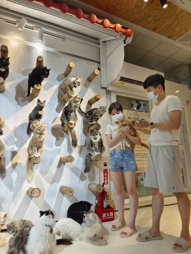 【新北.新店】貓谷餐廳。50隻貓咪坐鎮享受滿山滿谷的貓咪包圍美好感受。需提早一個月預約付訂金