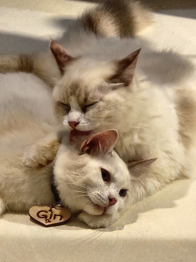 【新北.新店】貓谷餐廳。50隻貓咪坐鎮享受滿山滿谷的貓咪包圍美好感受。需提早一個月預約付訂金