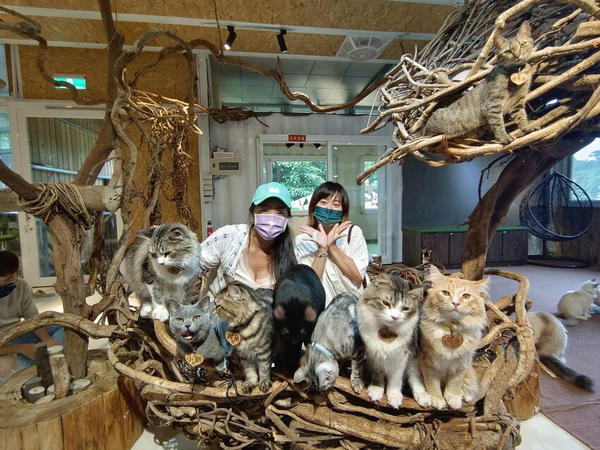【新北.新店】貓谷餐廳。50隻貓咪坐鎮享受滿山滿谷的貓咪包圍美好感受。需提早一個月預約付訂金