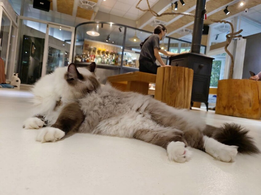 【新北.新店】貓谷餐廳。50隻貓咪坐鎮享受滿山滿谷的貓咪包圍美好感受。需提早一個月預約付訂金