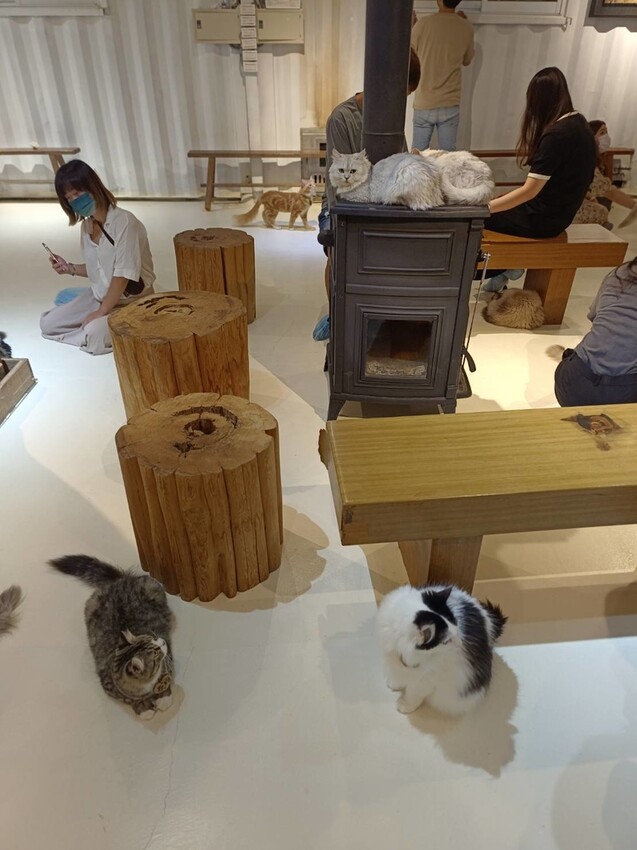 【新北.新店】貓谷餐廳。50隻貓咪坐鎮享受滿山滿谷的貓咪包圍美好感受。需提早一個月預約付訂金