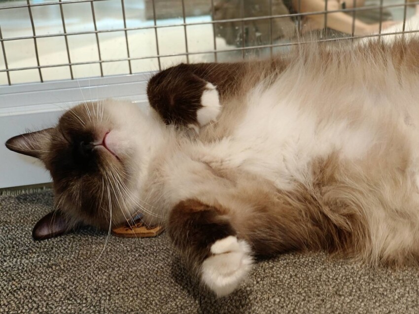 【新北.新店】貓谷餐廳。50隻貓咪坐鎮享受滿山滿谷的貓咪包圍美好感受。需提早一個月預約付訂金