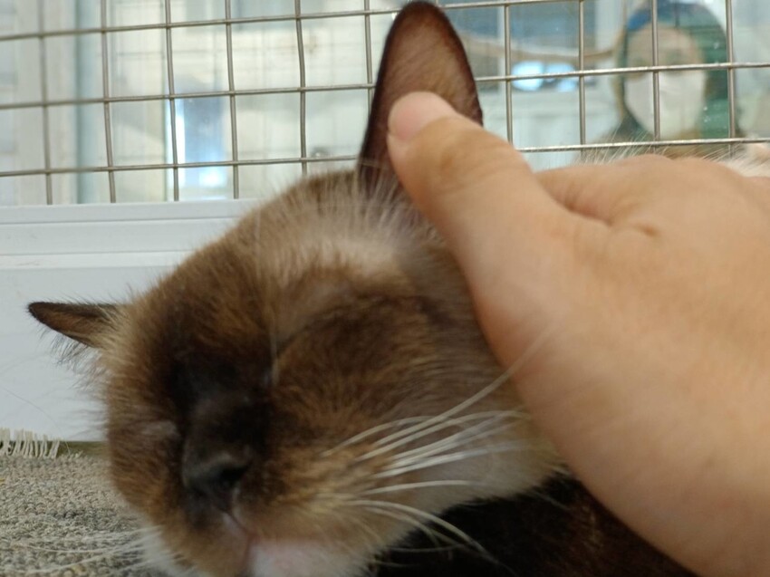 【新北.新店】貓谷餐廳。50隻貓咪坐鎮享受滿山滿谷的貓咪包圍美好感受。需提早一個月預約付訂金