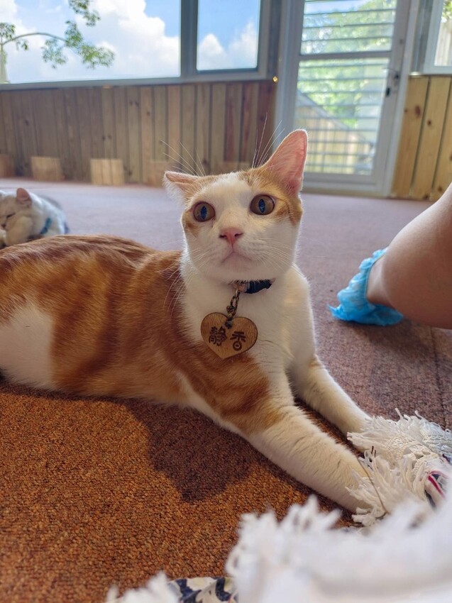 【新北.新店】貓谷餐廳。50隻貓咪坐鎮享受滿山滿谷的貓咪包圍美好感受。需提早一個月預約付訂金