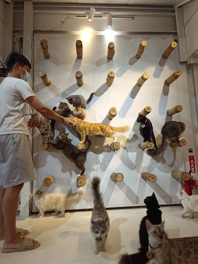 【新北.新店】貓谷餐廳。50隻貓咪坐鎮享受滿山滿谷的貓咪包圍美好感受。需提早一個月預約付訂金