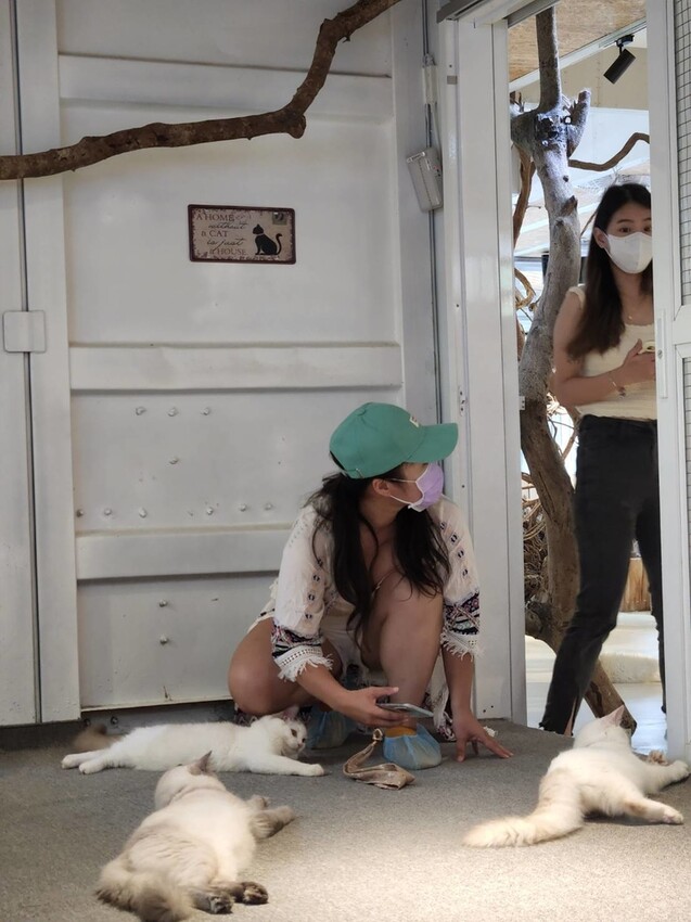 【新北.新店】貓谷餐廳。50隻貓咪坐鎮享受滿山滿谷的貓咪包圍美好感受。需提早一個月預約付訂金