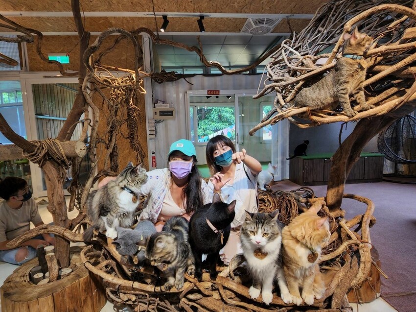 【新北.新店】貓谷餐廳。50隻貓咪坐鎮享受滿山滿谷的貓咪包圍美好感受。需提早一個月預約付訂金