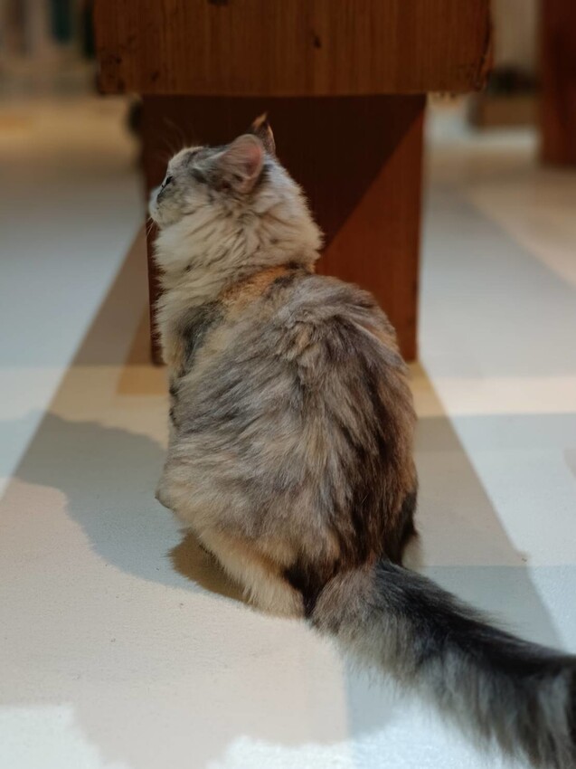 【新北.新店】貓谷餐廳。50隻貓咪坐鎮享受滿山滿谷的貓咪包圍美好感受。需提早一個月預約付訂金