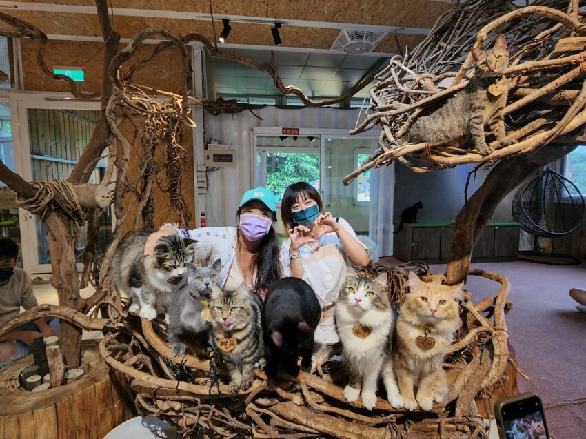 【新北.新店】貓谷餐廳。50隻貓咪坐鎮享受滿山滿谷的貓咪包圍美好感受。需提早一個月預約付訂金