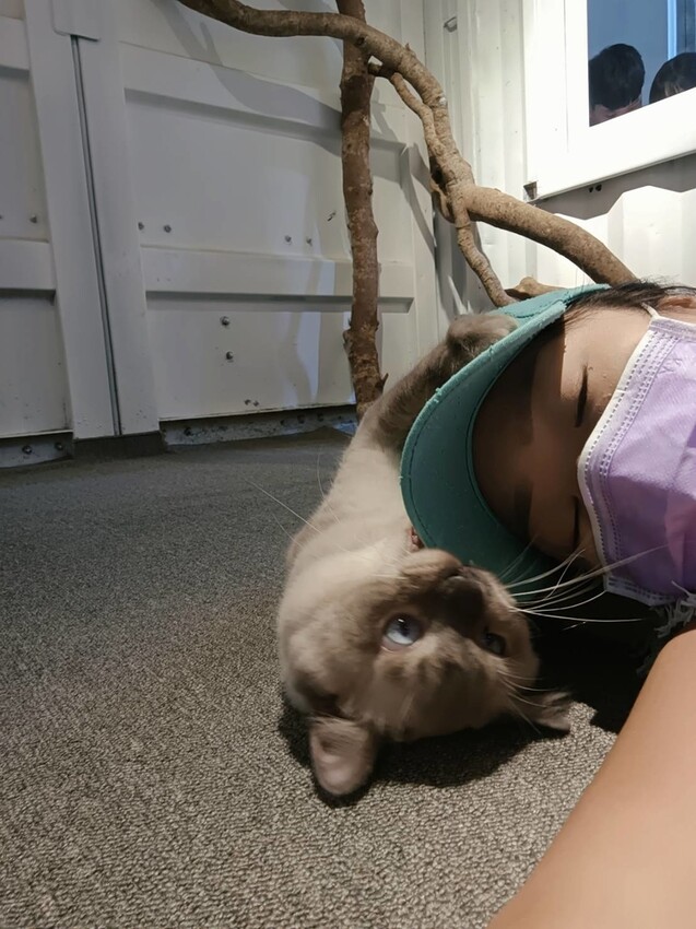 【新北.新店】貓谷餐廳。50隻貓咪坐鎮享受滿山滿谷的貓咪包圍美好感受。需提早一個月預約付訂金