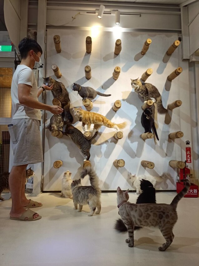 【新北.新店】貓谷餐廳。50隻貓咪坐鎮享受滿山滿谷的貓咪包圍美好感受。需提早一個月預約付訂金
