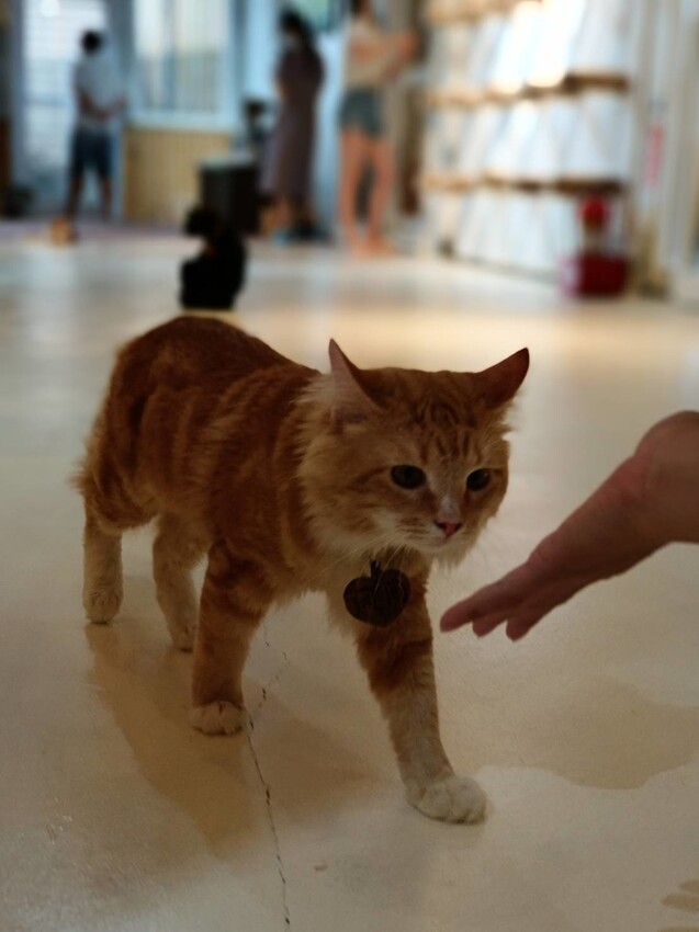 【新北.新店】貓谷餐廳。50隻貓咪坐鎮享受滿山滿谷的貓咪包圍美好感受。需提早一個月預約付訂金