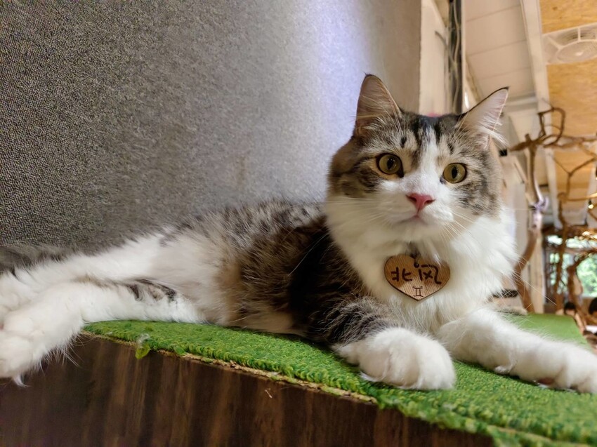 【新北.新店】貓谷餐廳。50隻貓咪坐鎮享受滿山滿谷的貓咪包圍美好感受。需提早一個月預約付訂金