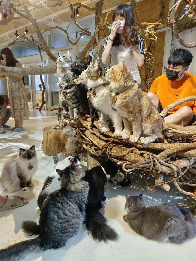 【新北.新店】貓谷餐廳。50隻貓咪坐鎮享受滿山滿谷的貓咪包圍美好感受。需提早一個月預約付訂金