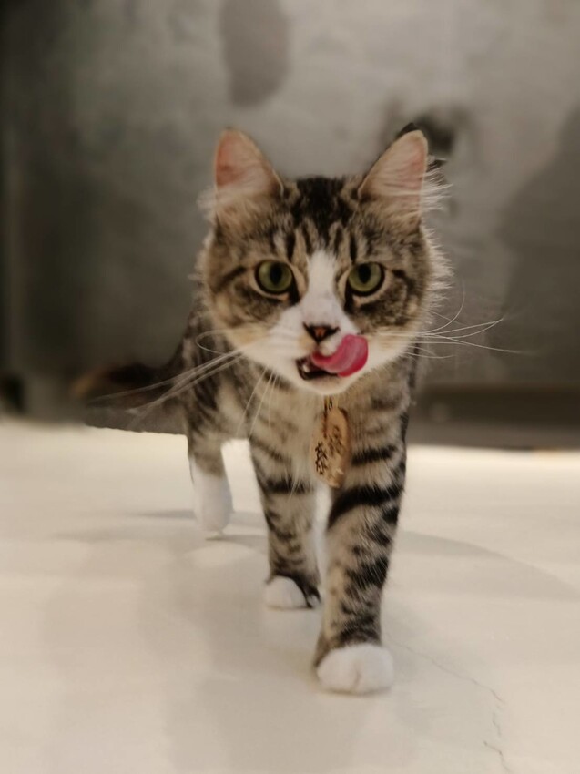 【新北.新店】貓谷餐廳。50隻貓咪坐鎮享受滿山滿谷的貓咪包圍美好感受。需提早一個月預約付訂金