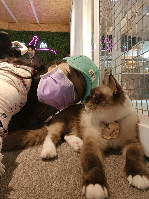 【新北.新店】貓谷餐廳。50隻貓咪坐鎮享受滿山滿谷的貓咪包圍美好感受。需提早一個月預約付訂金