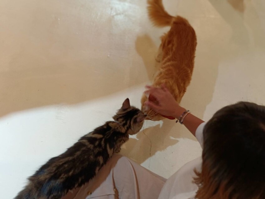 【新北.新店】貓谷餐廳。50隻貓咪坐鎮享受滿山滿谷的貓咪包圍美好感受。需提早一個月預約付訂金