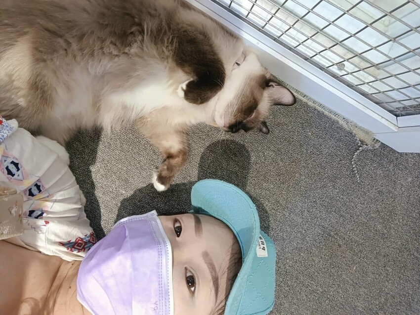 【新北.新店】貓谷餐廳。50隻貓咪坐鎮享受滿山滿谷的貓咪包圍美好感受。需提早一個月預約付訂金