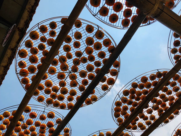 圓圓家出去玩-《新竹景點》味衛家柿餅觀光農場(免費景點)整個秋天都被橘色洗版，感受季節出門旅行就對了