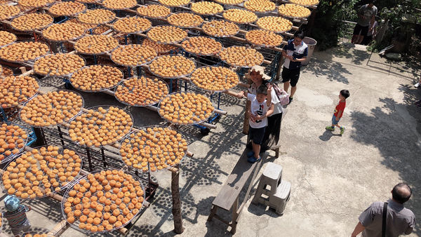 圓圓家出去玩-《新竹景點》味衛家柿餅觀光農場(免費景點)整個秋天都被橘色洗版，感受季節出門旅行就對了