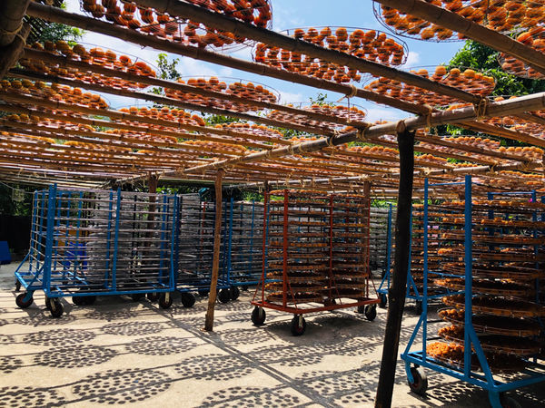 圓圓家出去玩-《新竹景點》味衛家柿餅觀光農場(免費景點)整個秋天都被橘色洗版，感受季節出門旅行就對了