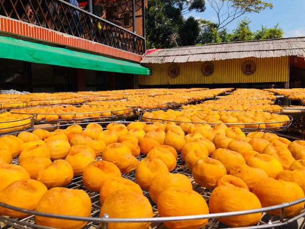 圓圓家出去玩-《新竹景點》味衛家柿餅觀光農場(免費景點)整個秋天都被橘色洗版，感受季節出門旅行就對了